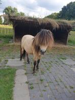 Kruising shetlander x falabella pony, Dieren en Toebehoren, Hengst