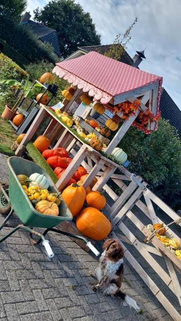 Prachtige pompoenen en sierkalebassen  beschikbaar voor biedingen