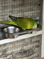 Barraband gezoomd, Dieren en Toebehoren, Meerdere dieren, Parkiet