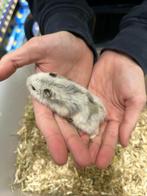 Te koop Dwerghamsters/ Russische hamsters, Dieren en Toebehoren, Meerdere dieren, Hamster