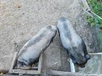 Zeer lieve en tamme broertjes, Meerdere dieren, Varken
