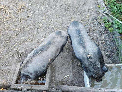 Zeer lieve en tamme broertjes, Dieren en Toebehoren, Schapen, Geiten en Varkens, Varken, Meerdere dieren