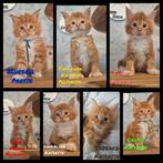 Maine coon kittens met stamboom,polydactyl, Russisch lijn, Dieren en Toebehoren, Katten en Kittens | Raskatten | Langhaar, Meerdere dieren