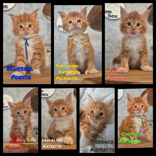 Maine coon kittens met stamboom,polydactyl, Russisch lijn, Dieren en Toebehoren, Katten en Kittens | Raskatten | Langhaar, Meerdere dieren