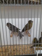 Groen agaat kanaries, Meerdere dieren, Kleurkanarie