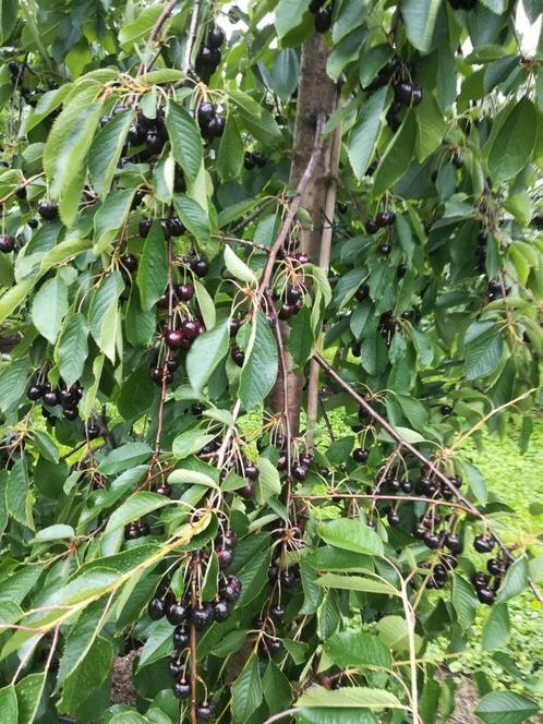 Fruitplukkers gezocht, Vacatures, Vacatures | Landbouw, Natuur en Milieu, LBO / VMBO, Starter, Tijdelijk contract, Vakantiewerk