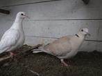 2 jonge tortelduiven, koerduif, roosduif, Dieren en Toebehoren, Vogels | Duiven, Meerdere dieren, Tortelduif