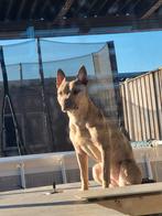 Bully xl, 1 tot 2 jaar, Teef, Parvo, Bulldog