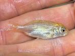 Baby koi mix 3-4 cm, Karper of Koi