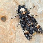 GEZOCHT. Doodshoofdvlinder poppen (vrouw), Vlinders of Rupsen