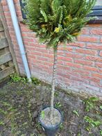 bol conifeer zie foto, Ophalen, Bloeit niet, Halfschaduw, Overige soorten
