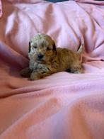 Toy poedel, Dieren en Toebehoren, Honden | Chihuahua's en Gezelschapshonden, Poedel, Rabiës (hondsdolheid), 8 tot 15 weken, Meerdere