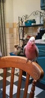 Tamme Rose Kaketoe Pop., Dieren en Toebehoren, Vogels | Parkieten en Papegaaien, Vrouwelijk, Papegaai, Geringd