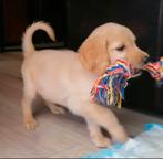 Retriever pups zwart en beige te koop aangeboden, Dieren en Toebehoren, Honden | Retrievers, Spaniëls en Waterhonden, Golden retriever