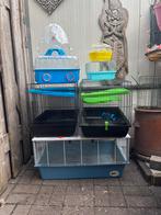 Knaagdier droom vila, Januari, Meerdere dieren, Overige typen