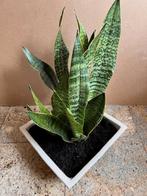 Vrouwentong Sanseveria groen kamerplant plant 48 cm in pot, Huis en Inrichting, Kamerplanten, Ophalen, Overige soorten, Halfschaduw