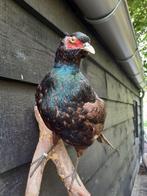 opgezette bosfasant, Verzamelen, Dierenverzamelingen, Ophalen, Vogel, Opgezet dier
