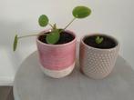 Leuke set, twee bloempotjes met een plant erin., Ophalen, Overige soorten, Minder dan 100 cm