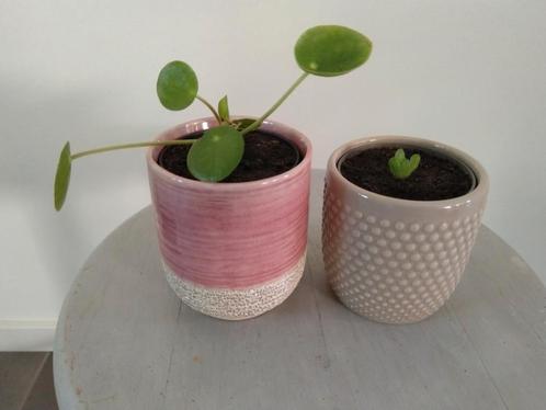 Leuke set, twee bloempotjes met een plant erin., Huis en Inrichting, Kamerplanten, Overige soorten, Minder dan 100 cm, Ophalen