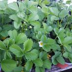 Grote aardbeien planten te koop voor het goede doel, Ophalen, Zomer, Groenteplanten, Volle zon
