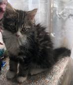 Kittens, Poes