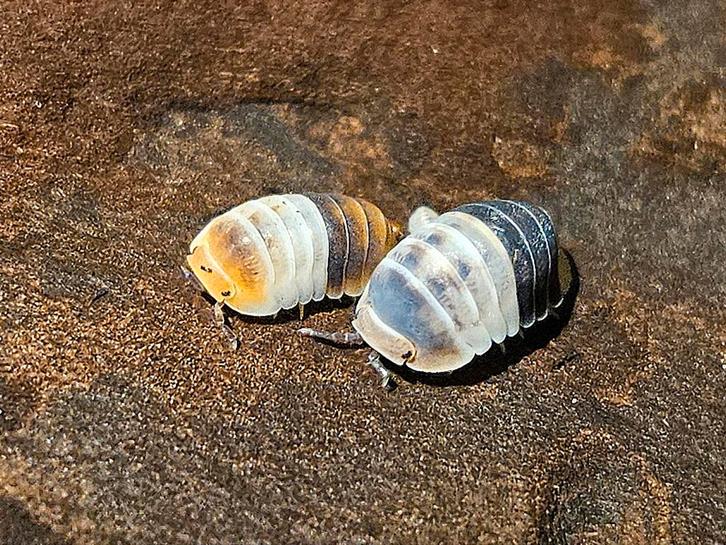 Grote kweek Cubaris "white shark" isopods pissebedden, Dieren en Toebehoren, Insecten en Spinnen, Overige soorten