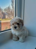 Maltipoo pup, Dieren en Toebehoren, Particulier, 15 weken tot 1 jaar, Overige rassen, Buitenland