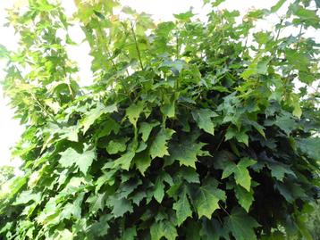 I.v.m. tuinrenovatie Esdoorn te koop. Zelf uitgraven.15 euro beschikbaar voor biedingen