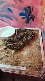 Ball python, Dieren en Toebehoren, Reptielen en Amfibieën