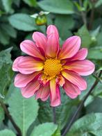Dahlia knol, Tuin en Terras, Bloembollen en Zaden, Ophalen of Verzenden