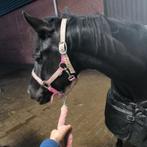 Gezocht verzorg paard/pony/shetlander, Dieren en Toebehoren, Ophalen of Verzenden