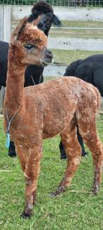 Alpaca appaloosa dekhengst, Dieren en Toebehoren, Overige Dieren, Juni, Mannelijk