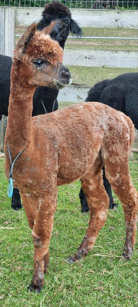 Alpaca appaloosa dekhengst, Dieren en Toebehoren, Overige Dieren, Mannelijk, Juni
