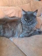 Dekkater maine coon, Kater, Met stamboom, 0 tot 2 jaar