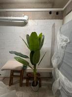 Kunst plant, Ophalen