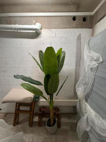 Kunst plant beschikbaar voor biedingen