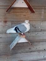 GRATIS Sierduiven , 4 stuks, Dieren en Toebehoren, Meerdere dieren, Overige soorten