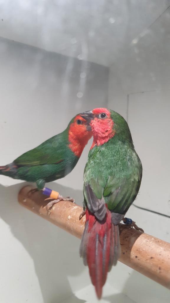 2 koppels roodkop papagaaiamadines. zie beschrijving., Dieren en Toebehoren, Vogels | Overige Vogels, Meerdere dieren