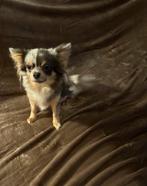 Herplaatser chihuahua reutje, Dieren en Toebehoren, Honden | Chihuahua's en Gezelschapshonden, Rabiës (hondsdolheid), Reu, 1 tot 2 jaar