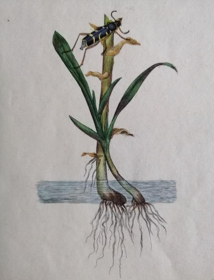 Engelse kopergravure insect -Entomologie -1791, Antiek en Kunst, Kunst | Etsen en Gravures, Ophalen of Verzenden