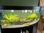 Juwel vision 450, Dieren en Toebehoren, Ophalen, Gebruikt, Gevuld zoetwateraquarium