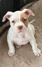 Laatste forse pocket bully pups met stamboom ABKC, Dieren en Toebehoren, Overige rassen, 8 tot 15 weken, Meerdere, Meerdere dieren