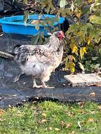 Mooie grote Orpington haan v mei 2025, Dieren en Toebehoren, Pluimvee, Mannelijk, Kip
