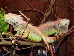 Koppel volwassen tamme groene leguanen, Dieren en Toebehoren, Reptielen en Amfibieën, Hagedis, Tam, 3 tot 6 jaar