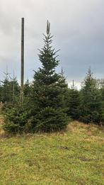 grote  kerstbomen/nordmannen, Tuin en Terras, Planten | Bomen, Overige soorten, Zomer, 400 cm of meer, Ophalen