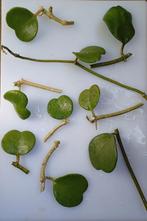 Hoya Kerrii stekjes!, Huis en Inrichting, Kamerplanten, Ophalen of Verzenden, Overige soorten, Minder dan 100 cm