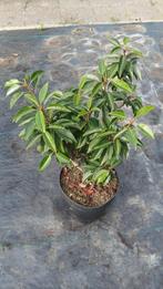 Portugese laurier. 14 stuks, 35+ cm, Ophalen, Overige soorten, Halfschaduw