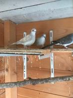 Diamant duif, Dieren en Toebehoren, Vogels | Duiven, Meerdere dieren, Overige soorten