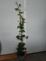 Hedera hibernica klimop 100 cm, Tuin en Terras, Planten | Tuinplanten, Ophalen, Bloeit niet, Klimplanten, Halfschaduw