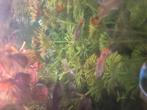 Guppies en baby zwaarddragers, Dieren en Toebehoren, Vissen | Aquariumvissen, Vis, Zoetwatervis, Schoolvis